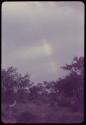 Trees and plants, with a rainbow in the sky