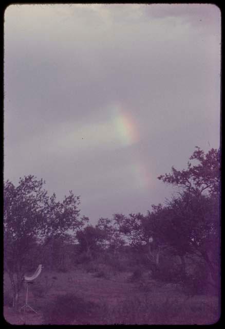 Trees and plants, with a rainbow in the sky