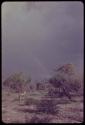 Trees and plants, with a rainbow in the sky