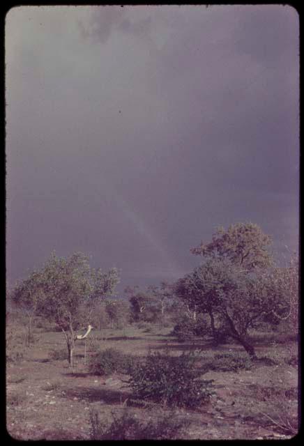 Trees and plants, with a rainbow in the sky