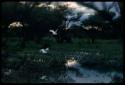 Water on a pan, with birds flying above it