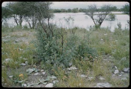 Flowers in a pan with water near Tsumkwe