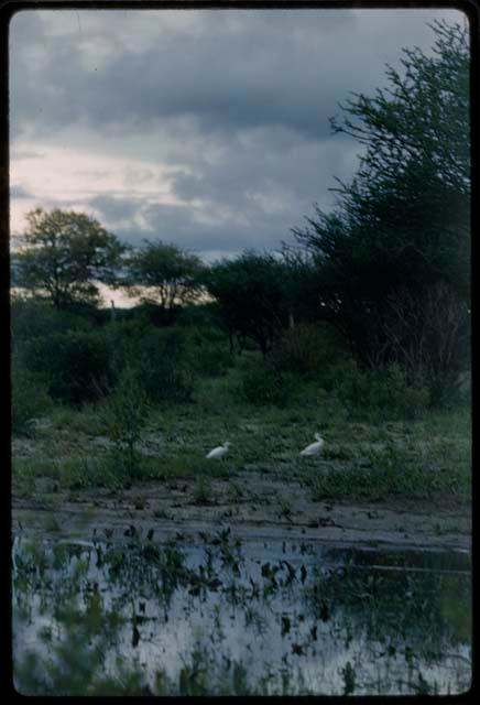 Pan with white birds