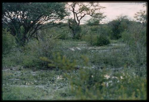 Pan with white birds