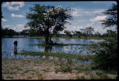 Pan filled after rain, with a person standing in the water