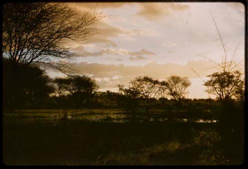 Evening sky, with trees and wet ground