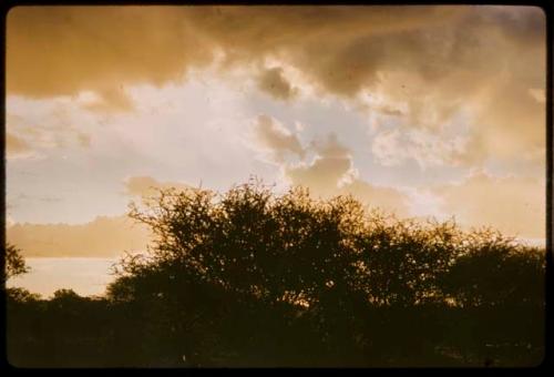 Evening sky, with trees and clouds