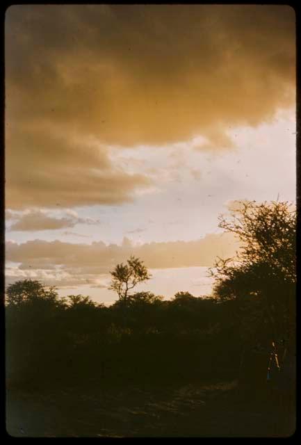 Evening sky, with trees and clouds