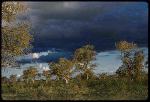 Evening sky, showing trees and clouds