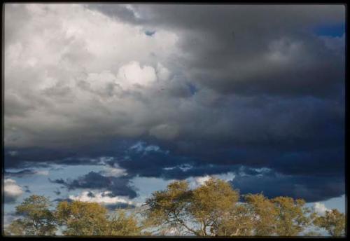 Evening sky, with trees and clouds