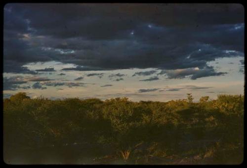 Evening sky, with trees and clouds