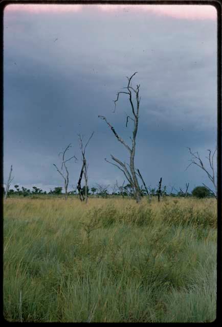 Grass and dead trees