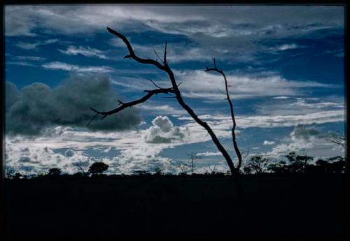 Bare tree branches against cloudy blue sky