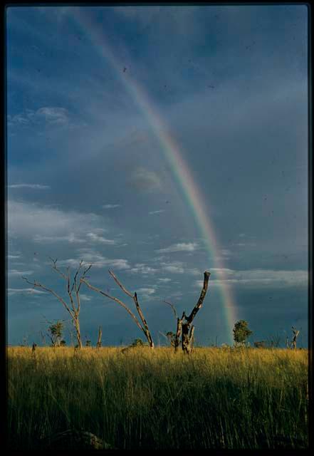 Grass and dead trees, with a rainbow in the sky