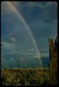 Grass and dead trees, with a rainbow in the sky