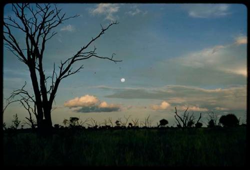 Dead tree against the sky, with the moon in the background