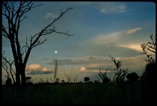 Dead tree against the sky, with the moon in the background