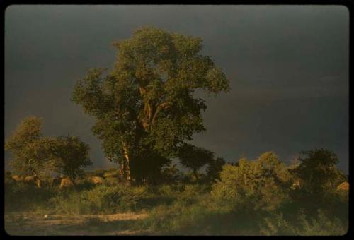 Gray stormy sky behind trees