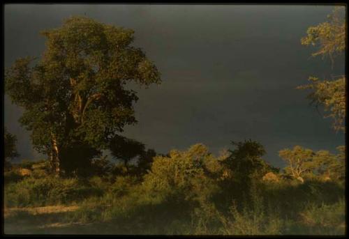 Gray stormy sky behind trees