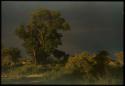 Gray stormy sky behind trees, showing part of a rainbow