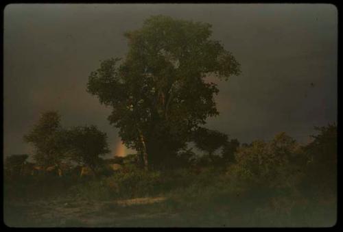 Gray stormy sky behind trees, showing the part of a rainbow