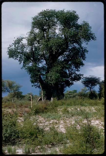 Baobab trees