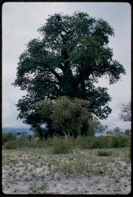 Werft near baobab trees