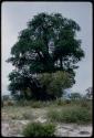 Werft near baobab trees