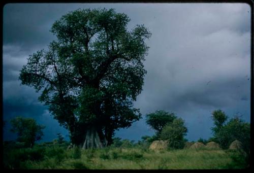 Werft and baobab trees, with stormy sky in the background