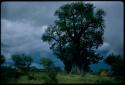 Werft and baobab trees, with stormy sky in the background