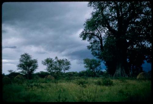 Werft and baobab trees, with stormy sky in the background