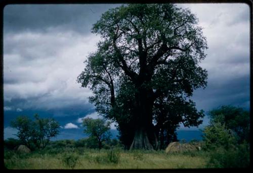 Skerms with baobab trees and stormy sky in the background