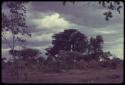 Skerms, with baobab trees behind them