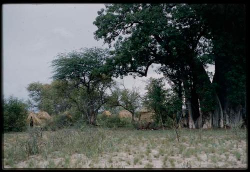 Distant view of skerms, with people sitting under trees