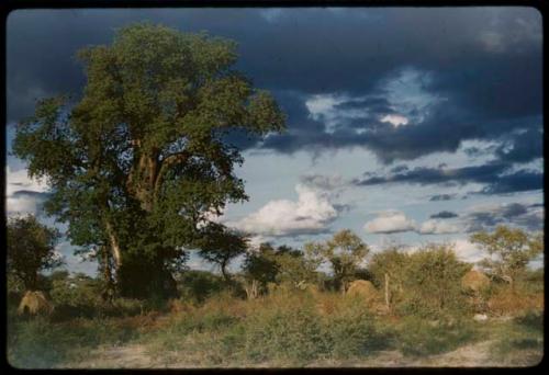 Werft near baobab trees, with cloudy sky in the background