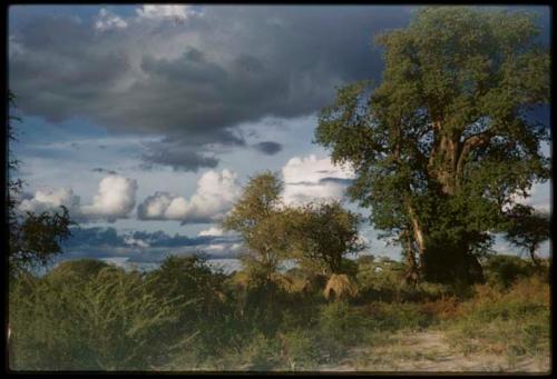 Werft near baobab trees, with cloudy sky in the background