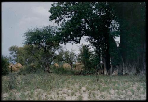 Distant view of skerms with baobab trees