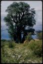 Skerms under baobab trees