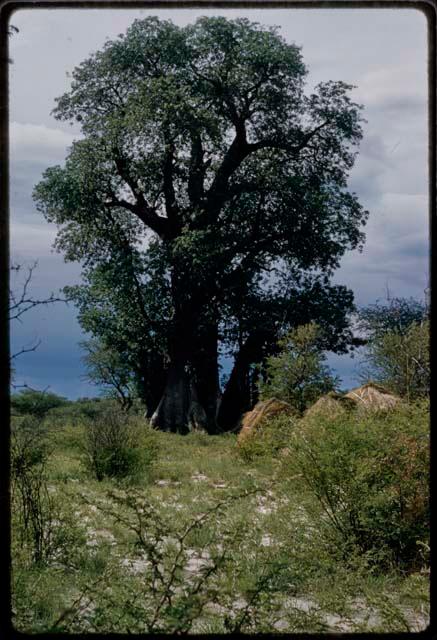 Skerms under baobab trees