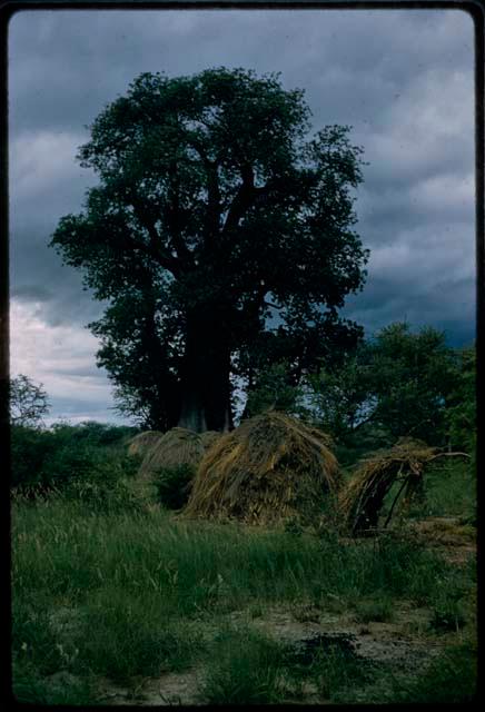 Skerms under a baobab tree