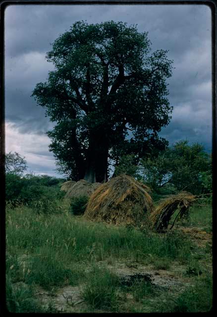 Skerms under baobab trees