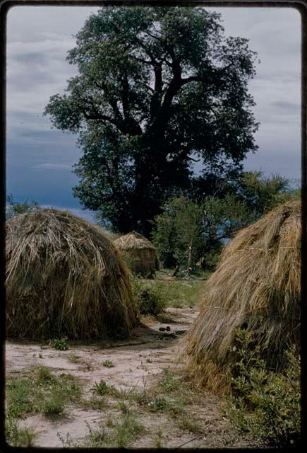 Skerms, with baobab trees in the background