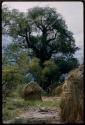 Skerms, with baobab trees in the background