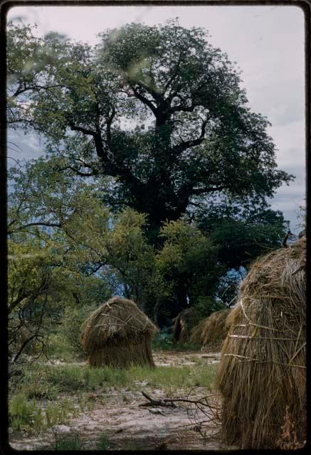 Skerms, with baobab trees in the background