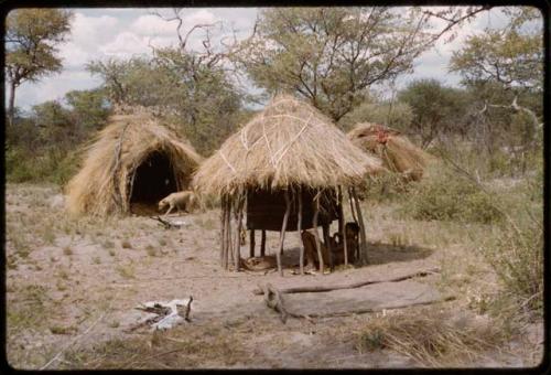 Skerms including one with poles and thatched top in the foreground