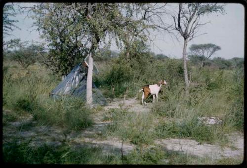 Landscape, with a blue tent and a goat