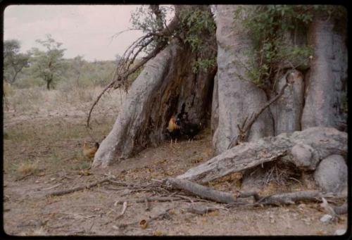 Chickens near roots of baobab trees