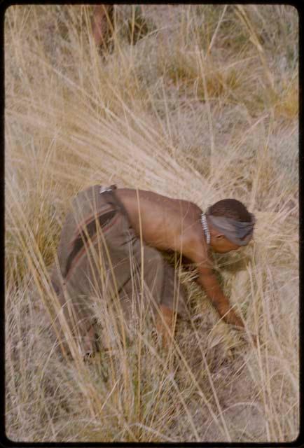 N!ai bending over to gather grass