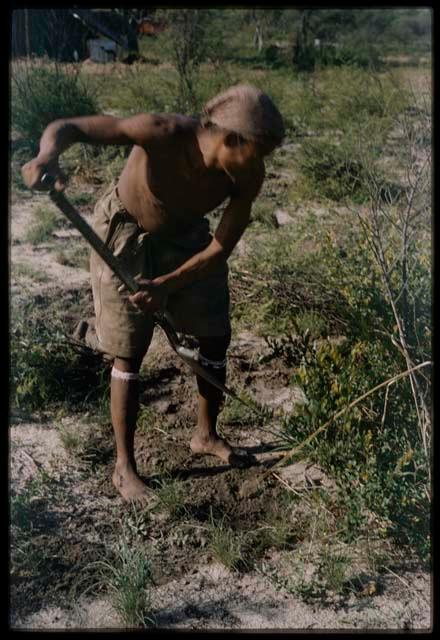 Man clearing a garden