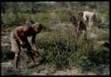 Ti!kay, ≠Toma, and Wilhelm Camm clearing a garden